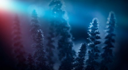 Dark vegetative background, night natural scene. Moonlight, abstract blue and red light.