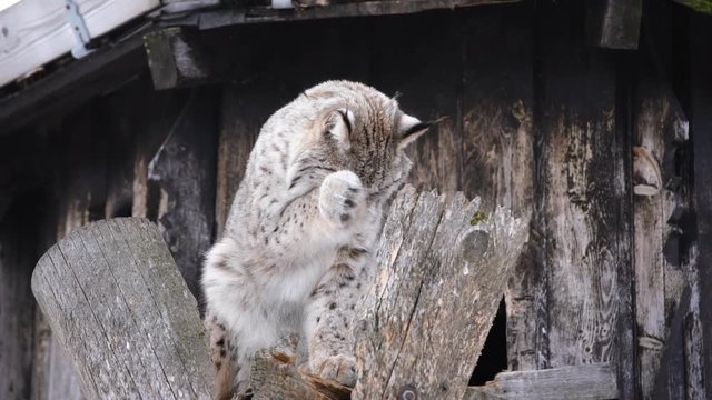 The Arctic Lynx of Scandinavia