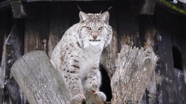 The Arctic Lynx of Scandinavia