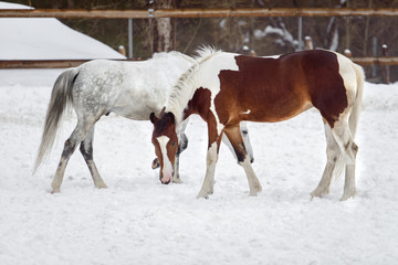 Domestic horses of different colors walking in the snow paddock in winter