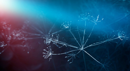 Dark vegetative background, night natural scene. Moonlight, abstract blue and red light.