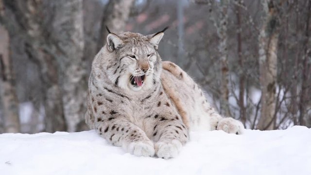 The Arctic Lynx of Scandinavia