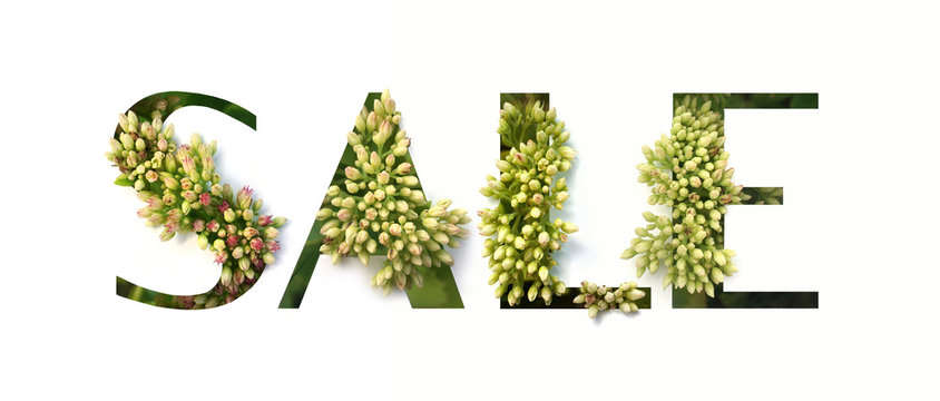 Cut out word SALE with growing plant inside. Spring concept