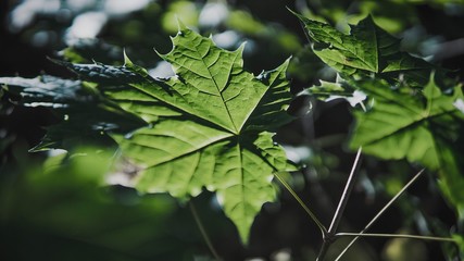 leaf