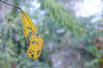 autumn leaves on a branch