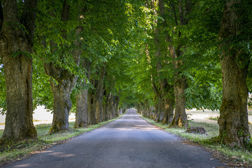  A magnificent hundred-year-old linden alley leads to the Mercendarbe Manor. Latvia.
