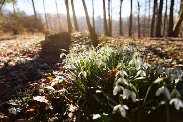 Obraz premium Schneeglöckchen im Wald, Frühling, Deutschland