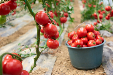 Ripe garden tomatoes ready for picking. Organic tomatoes on branch in greenhouse. Harvesting of tomatoes. Hydroponic food production. © DenisProduction.com