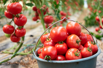 Close up bucket full of ripe healthy tomatoes. Picking organic tomatoes in the greenhouse. Hydroponics in commercial food production.