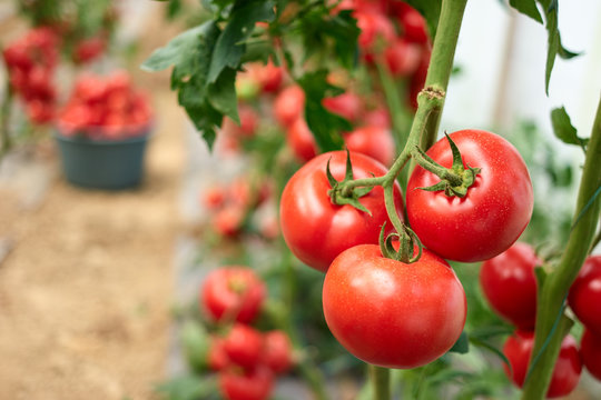 Homegrown Tomato Vegetables In Greenhouse. Three Big Ripe Red Tomatoes Hanging On The Branch In Greenhouse In Summertime. Home Tomato Growing Tips.