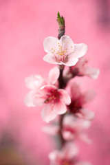 Fototapeta premium 花桃