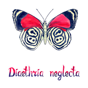 Diaethria neglecta, hand painted watercolor  illustration with handwritten inscription