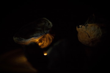 Close up of a few walnut shells meeting next to a warm light in the darkness