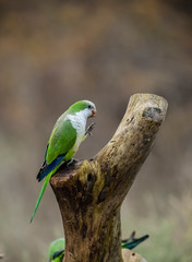 Parakeet,feeding on wild fruits, La Pampa, Patagonia, Argentina