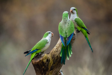 Parakeet,feeding on wild fruits, La Pampa, Patagonia, Argentina