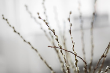 flora, plants and easter concept - close up of pussy willow branches indoors