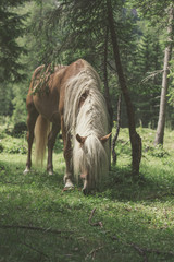Horse eating grass in nature