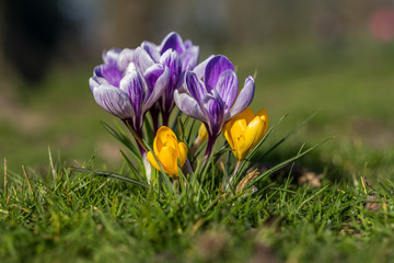 Purple and yellow crocus flower on the grass
