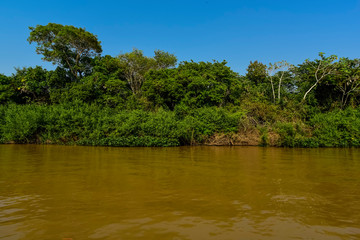 River landscape  and jungle,Pantanal, Brazil
