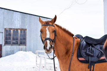 horse in winter