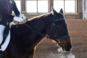 horse and jockey