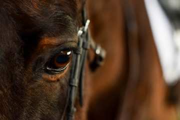 eye of a horse