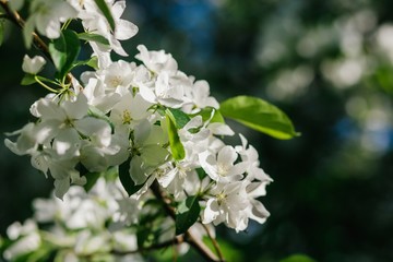 A blooming branch of apple tree in spring sunlight.