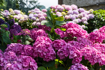Hydrangea shrub in full bloom