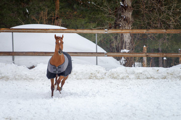 Domestic red horse walking in the snow paddock in winter. The horse in the blanket