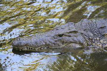 Close portrait of Nile crocodile, Crocodylus niloticus, mouth and teeth.