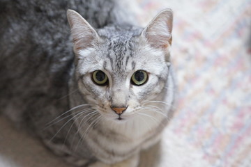 こちらを見るエジプシャンマウ