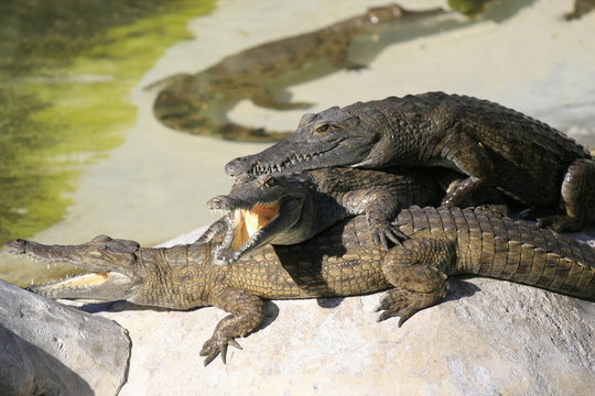 Group of Nile crocodile babies, Crocodylus niloticus, resting under the sun.