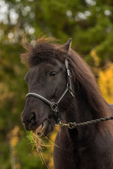 Head portrait of a black Icelandic horse with grass in its mouth