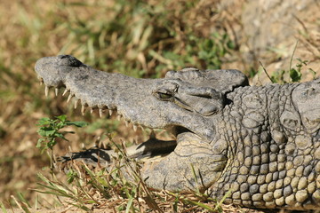 Obraz premium Close portrait of Nile crocodile, Crocodylus niloticus, mouth and teeth.
