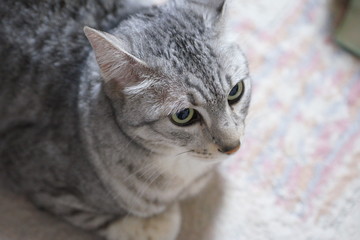 こちらを見るエジプシャンマウ