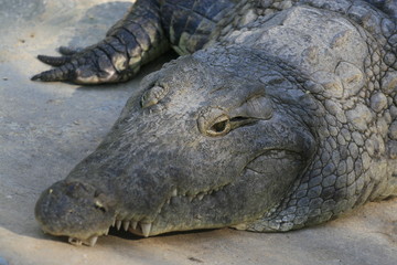 Close portrait of Nile crocodile, Crocodylus niloticus, mouth and teeth.