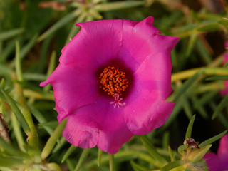 pink pusley macro close up