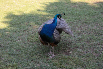 Obraz premium Colorful peacock on grass