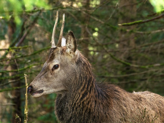 Hirsch
