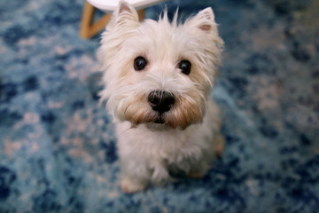 Dog photo shoot at home. Pet portrait of West Highland White Terrier dog enjoying and resting on floor and blue carpet at house. Colin Westie Terrier a very good looking dog posing in front of camera.