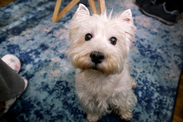 Dog photo shoot at home. Pet portrait of West Highland White Terrier dog enjoying and resting on floor and blue carpet at house. Colin Westie Terrier a very good looking dog posing in front of camera.