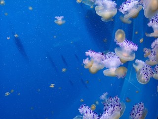 jellyfish in water