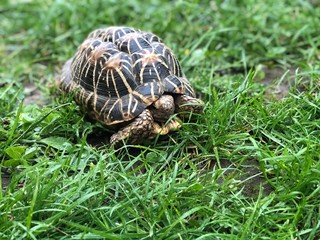 Sternschildkröte frei