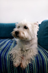 Dog photo shoot at home. Pet portrait of West Highland White Terrier dog lying and sitting on bed and blue blanket couch at house. Colin Westie Terrier very good looking dog posing in front of camera.