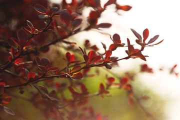 tree branch with red leaves