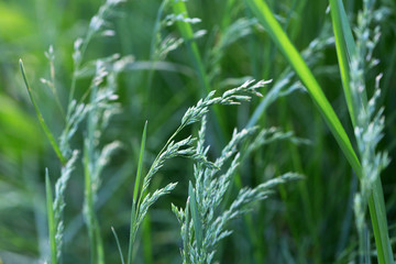 green grass close up