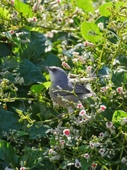 Gray waxbill bird perching in the midst of tiny flowers