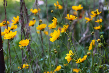 Obraz premium cute yellow flowers