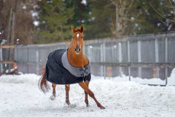 Domestic red horse walking in the snow paddock in winter. The horse in the blanket