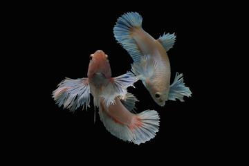 Obraz premium Pink betta fish 